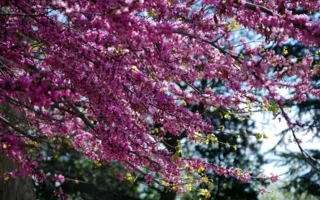Весна полным ходом: в Крыму цветут фиалки и миндаль (фото)