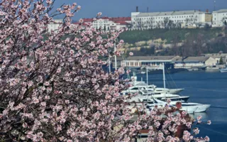 Весна полным ходом: в Крыму цветут фиалки и миндаль (фото)