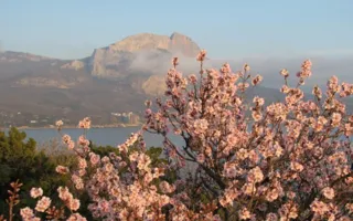 Весна полным ходом: в Крыму цветут фиалки и миндаль (фото)