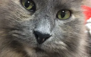 КотоКафе в Симферополе закрывают — животных раздают в добрые руки