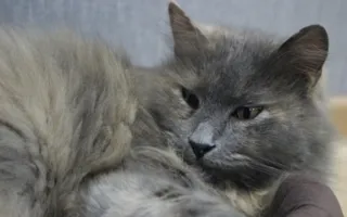 КотоКафе в Симферополе закрывают — животных раздают в добрые руки