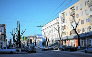 В Севастополе сэкономили на обрезке деревьев (фото)