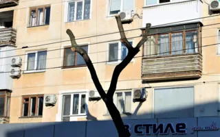 В Севастополе сэкономили на обрезке деревьев (фото)