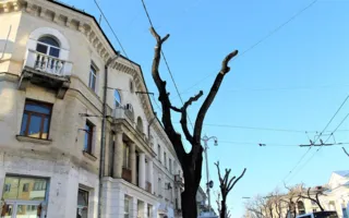 В Севастополе сэкономили на обрезке деревьев (фото)