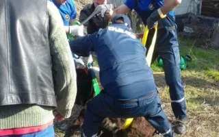 Спасатели в Крыму вытащили из ямы ослика (фото)