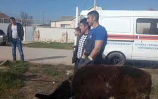 Спасатели в Крыму вытащили из ямы ослика (фото)