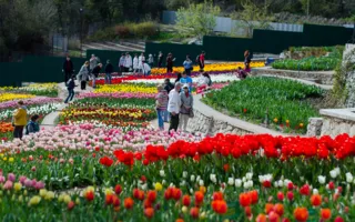 В Никитском ботсаду «вышли на парад» 37 тысяч тюльпанов — фото
