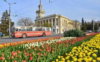 «Тюльпановый взрыв» в Севастополе — в городе расцвели 120 тысяч цветов