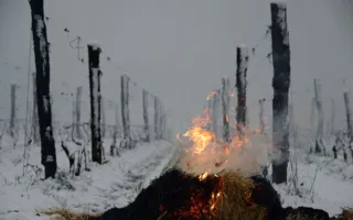 Виноград и персик гибнут от апрельского снега в Крыму (фото)