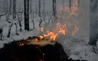 Виноград и персик гибнут от апрельского снега в Крыму (фото)