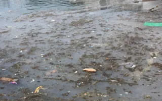 Балаклавская бухта и пляж «Хрустальный» загажены мусором (фото)