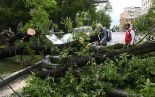 Ураган в Москве стал самым смертоносным за последние десятилетия