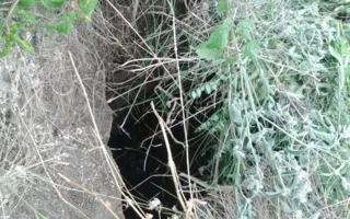 «Чёрные археологи» разворовали братскую могилу времён ВОВ