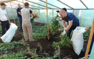 «Профессиональную» плантацию конопли обнаружили в Крыму