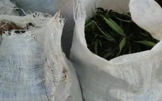 «Профессиональную» плантацию конопли обнаружили в Крыму