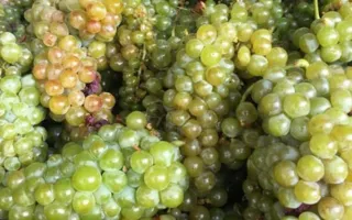 «Массандра» приступила к переработке винограда нового урожая (фото)