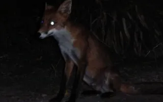 Лисёнок гуляет во дворах Севастополя (фото)