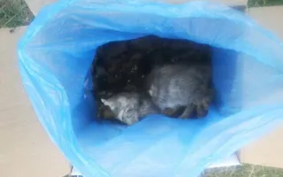 В Севастополе нашли павильон с десятком кошачьих трупов (фото)