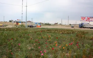 Клумба с розами и самшитом на Генерала Мельника засохла