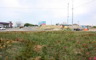 Клумба с розами и самшитом на Генерала Мельника засохла