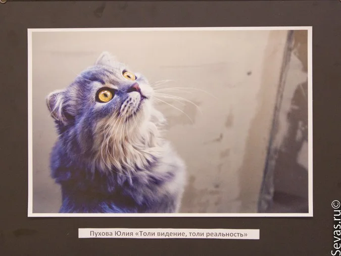 выставки Севастополя, фотографы Севастополя, клубы Севастополя