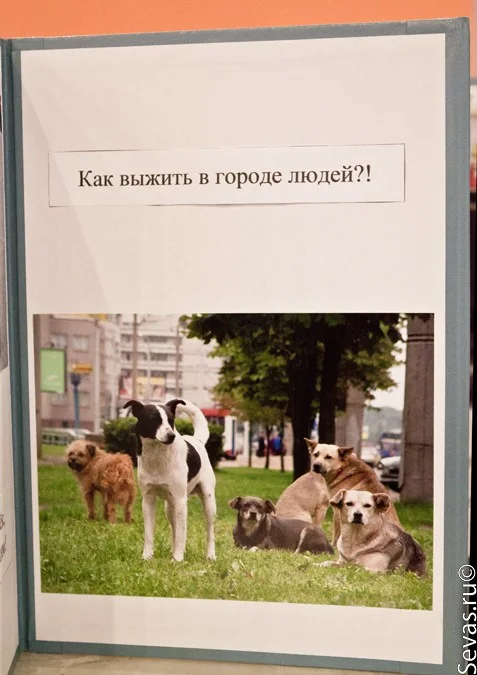 фестивали Севастополя, новости Севастополя, фестиваль Nota Bene Севастополь, художники Севастополя, севастопольские художники