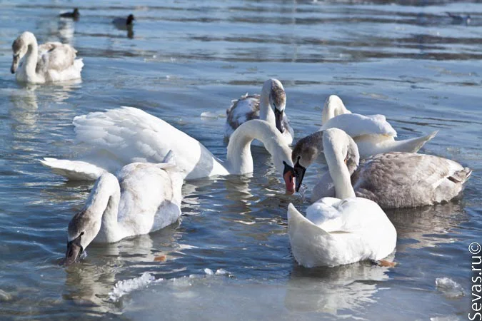 новости Севастополя, благотворительность Севастополь, лебеди в бухтах Севастополя, бухта Омега Севастополь, лебеди Севастополь