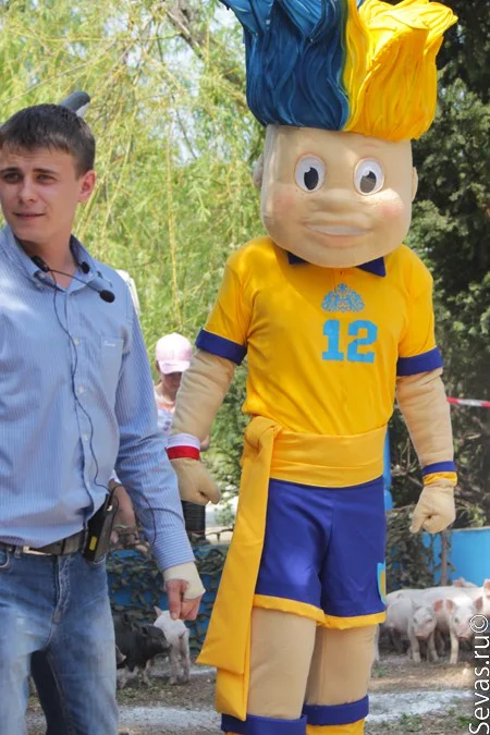 новости Севастополя, Лукоморье Севастополь, свиньи играют в футбол, поросячий футбол, благотворительность Севастополь