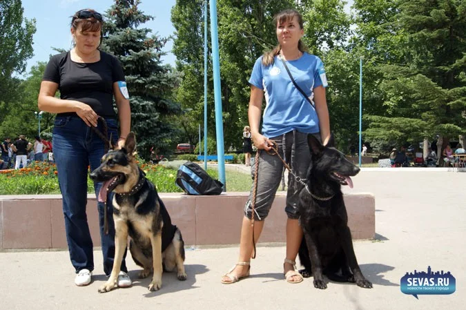 выставки Севастополь, новости Севастополя, севастопольские новости, Международная выставка собак Севастополь, выставка собак Севастополь, выставка собак Балаклавская жемчужина 2012, собаки Севастополь