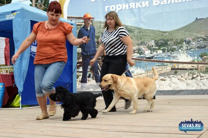 выставки Севастополь, новости Севастополя, севастопольские новости, Международная выставка собак Севастополь, выставка собак Севастополь, выставка собак Балаклавская жемчужина 2012, собаки Севастополь