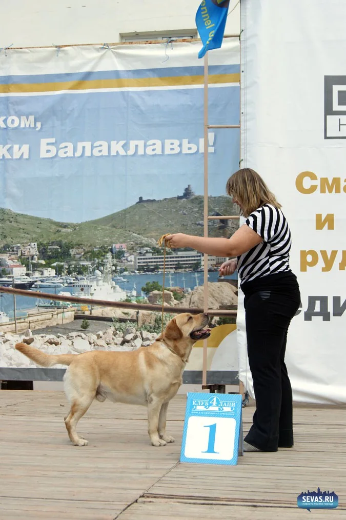 выставки Севастополь, новости Севастополя, севастопольские новости, Международная выставка собак Севастополь, выставка собак Севастополь, выставка собак Балаклавская жемчужина 2012, собаки Севастополь