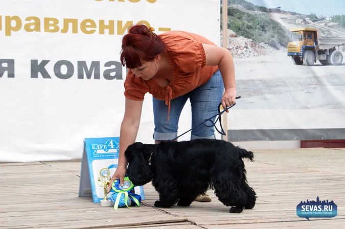 выставки Севастополь, новости Севастополя, севастопольские новости, Международная выставка собак Севастополь, выставка собак Севастополь, выставка собак Балаклавская жемчужина 2012, собаки Севастополь