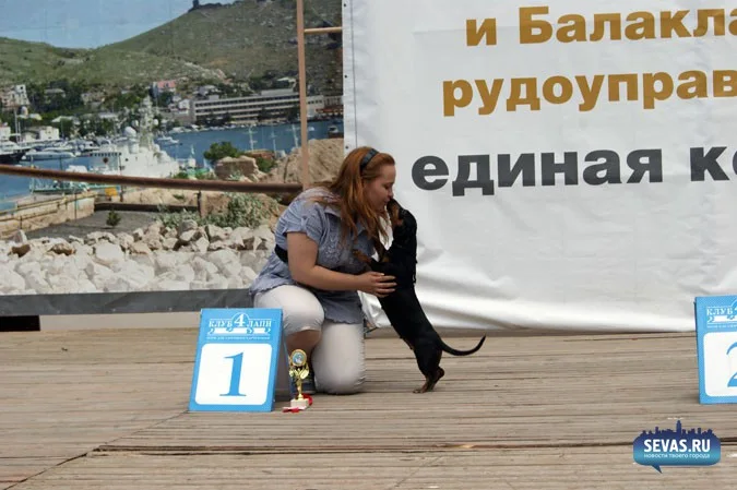 выставки Севастополь, новости Севастополя, севастопольские новости, Международная выставка собак Севастополь, выставка собак Севастополь, выставка собак Балаклавская жемчужина 2012, собаки Севастополь