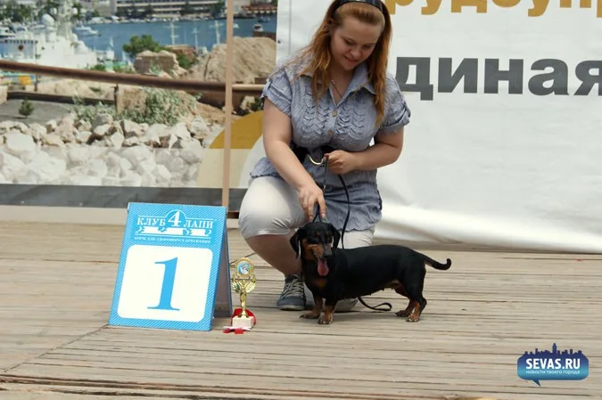 выставки Севастополь, новости Севастополя, севастопольские новости, Международная выставка собак Севастополь, выставка собак Севастополь, выставка собак Балаклавская жемчужина 2012, собаки Севастополь