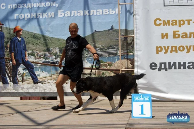 выставки Севастополь, новости Севастополя, севастопольские новости, Международная выставка собак Севастополь, выставка собак Севастополь, выставка собак Балаклавская жемчужина 2012, собаки Севастополь