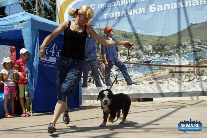 выставки Севастополь, новости Севастополя, севастопольские новости, Международная выставка собак Севастополь, выставка собак Севастополь, выставка собак Балаклавская жемчужина 2012, собаки Севастополь