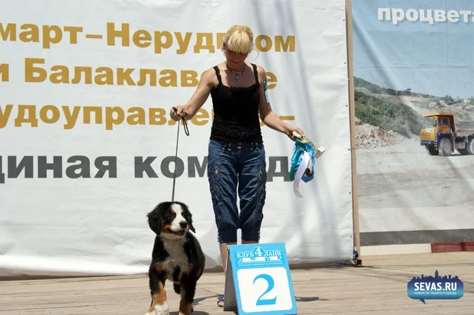выставки Севастополь, новости Севастополя, севастопольские новости, Международная выставка собак Севастополь, выставка собак Севастополь, выставка собак Балаклавская жемчужина 2012, собаки Севастополь