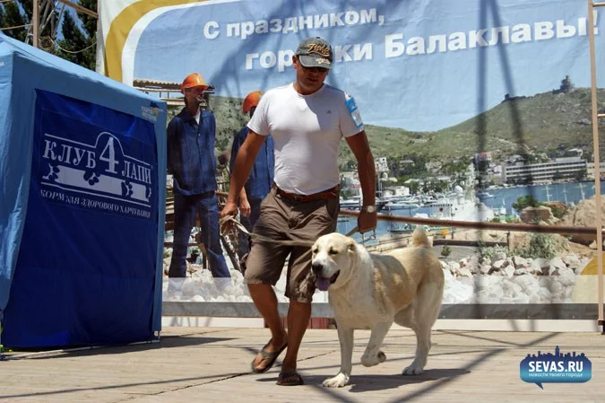 выставки Севастополь, новости Севастополя, севастопольские новости, Международная выставка собак Севастополь, выставка собак Севастополь, выставка собак Балаклавская жемчужина 2012, собаки Севастополь