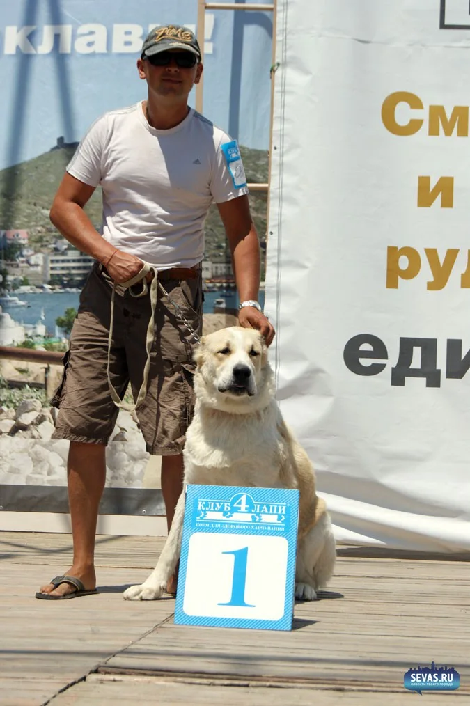 выставки Севастополь, новости Севастополя, севастопольские новости, Международная выставка собак Севастополь, выставка собак Севастополь, выставка собак Балаклавская жемчужина 2012, собаки Севастополь
