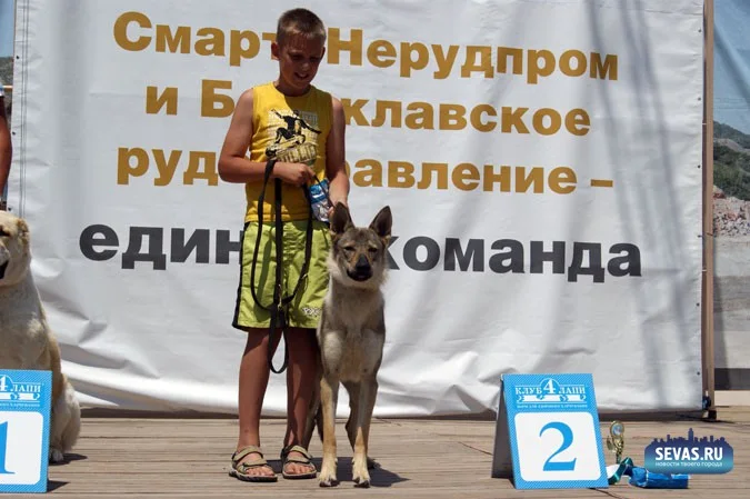выставки Севастополь, новости Севастополя, севастопольские новости, Международная выставка собак Севастополь, выставка собак Севастополь, выставка собак Балаклавская жемчужина 2012, собаки Севастополь