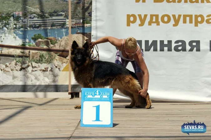 выставки Севастополь, новости Севастополя, севастопольские новости, Международная выставка собак Севастополь, выставка собак Севастополь, выставка собак Балаклавская жемчужина 2012, собаки Севастополь
