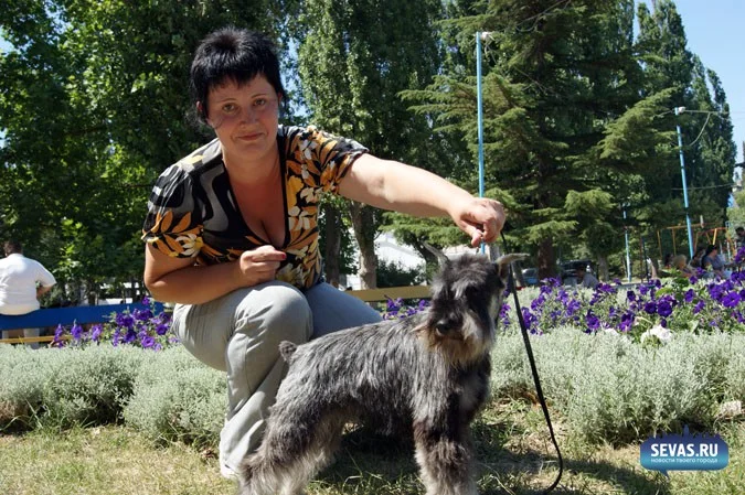 выставки Севастополь, новости Севастополя, севастопольские новости, Международная выставка собак Севастополь, выставка собак Севастополь, выставка собак Балаклавская жемчужина 2012, собаки Севастополь