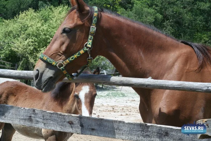 новости Севастополя, иппотерапия Севастополь, благотворительность Севастополь, лечение ДЦП Севастополь, ипподром Севастополь, верховая езда Севастополь