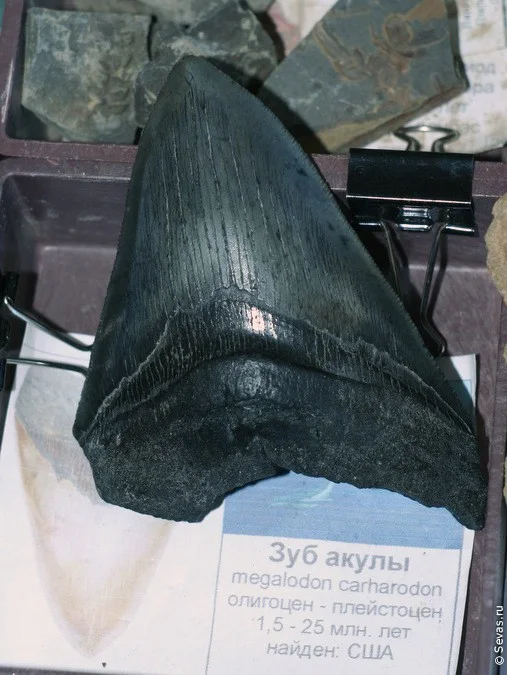 выставки Севастополь, новости Севастополя, севастопольские новости, выставки Севастополя, выставка Крым самоцветный, драгоценные камни, полудрагоценные камни, самоцветы Севастополь